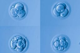 La vuelta a la vida del embrión: Nuevo foco de estudio de la Inteligencia Artificial con prometedoras aplicaciones