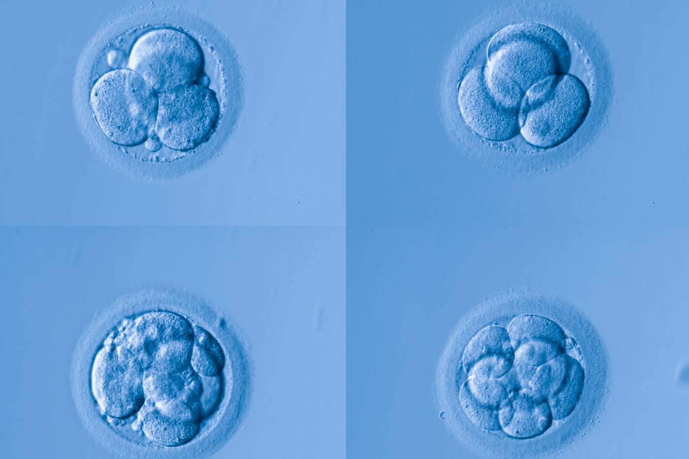 La vuelta a la vida del embrión: Nuevo foco de estudio de la Inteligencia Artificial con prometedoras aplicaciones