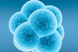 Embriones creados sin óvulos y espermatozoides